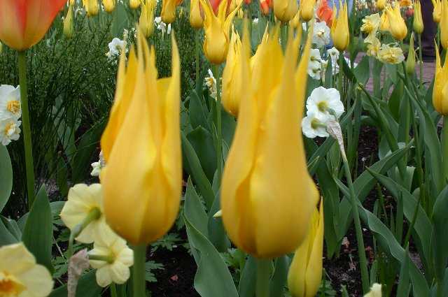 Tulips, Keukenhof