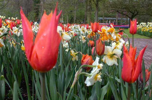 Tulips, Keukenhof