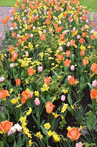 FlowersFlowers, Keukenhof