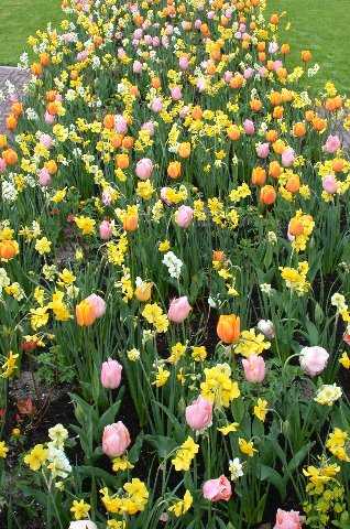 FlowersFlowers, Keukenhof