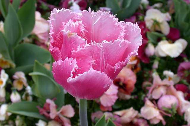 TulipFlowers, Keukenhof