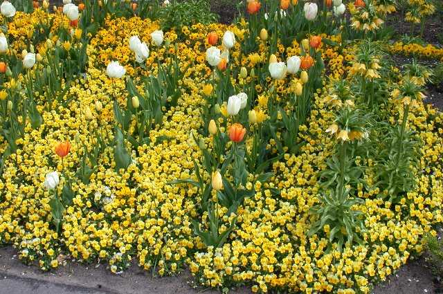 FlowersFlowers, Keukenhof