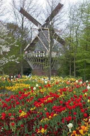 Flowers and WindmillFlowers, Keukenhof