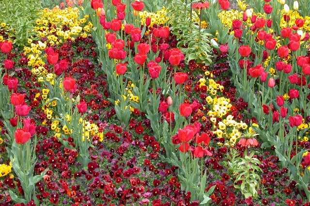 FlowersFlowers, Keukenhof