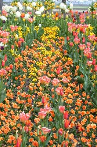 FlowersFlowers, Keukenhof