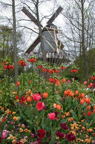 Flowers and WindmillFlowers, Keukenhof