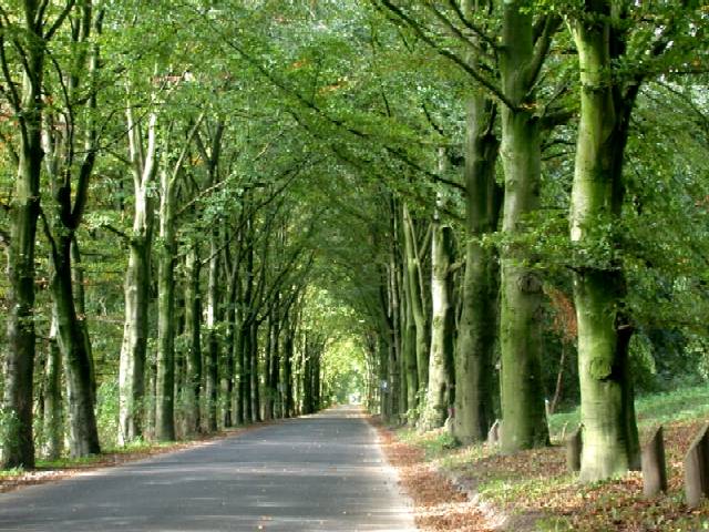 Beautiful lane with trees